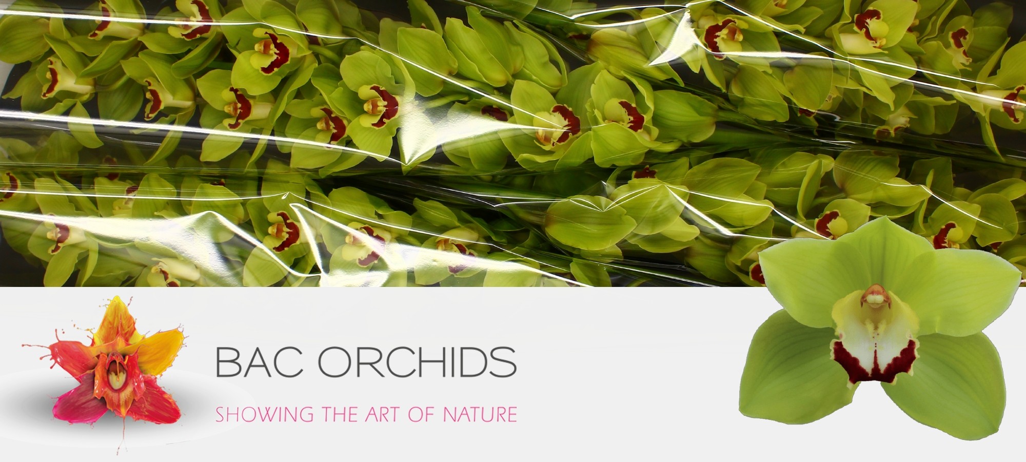 Cymbidium large flowered GREEN CHOICE