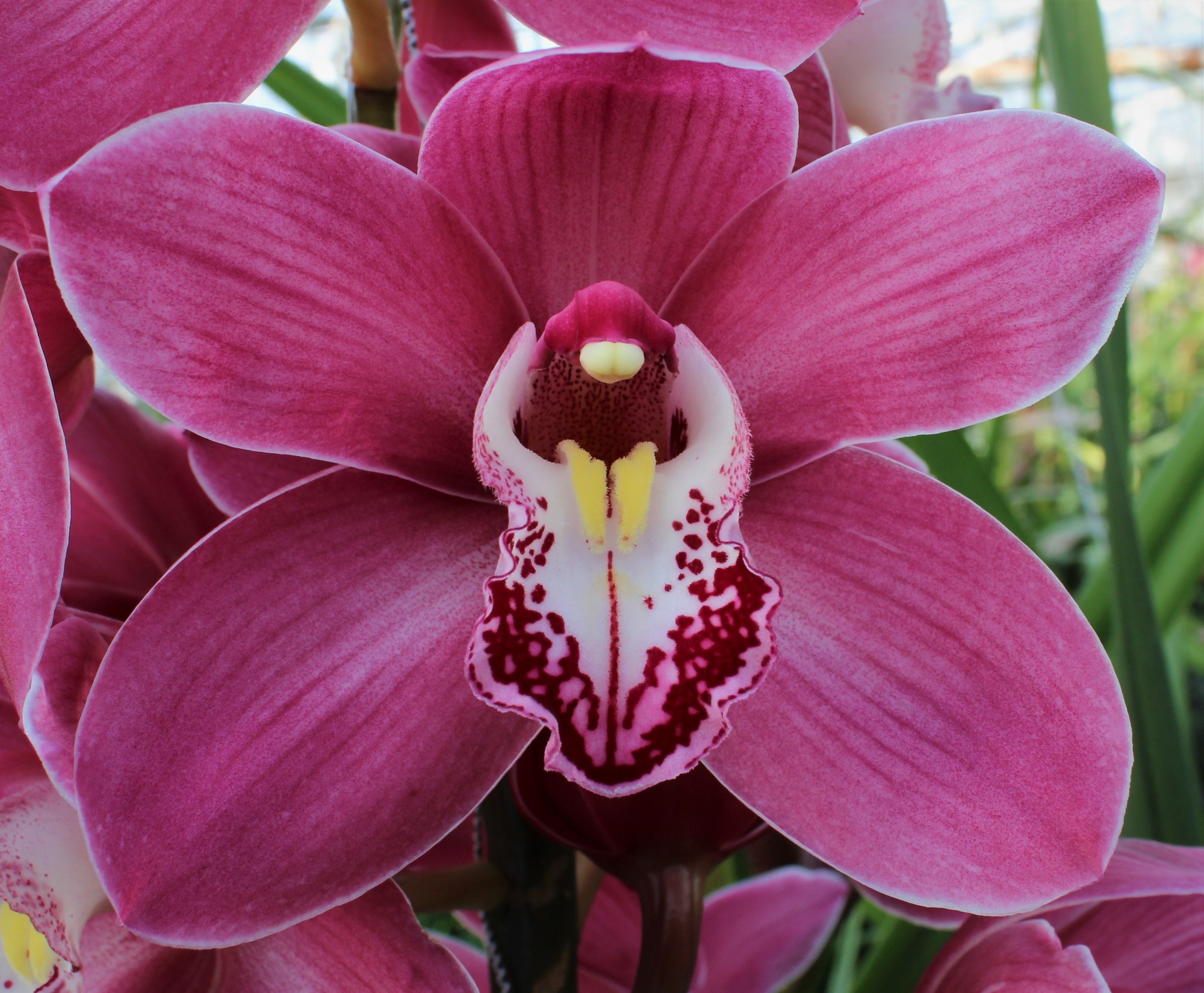 Cymbidium large flowered PRINCESS