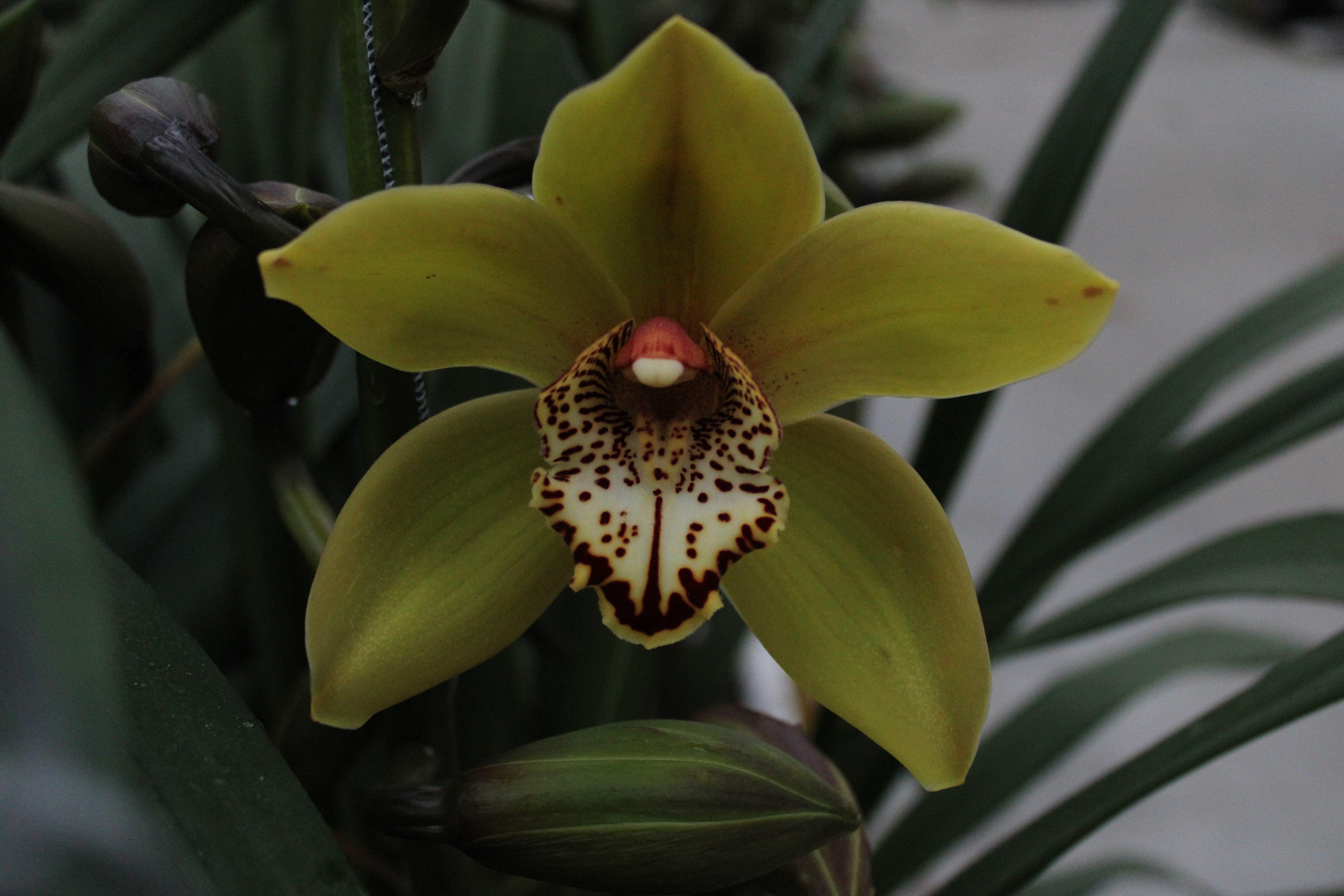 Cymbidium large flowered POPEYE