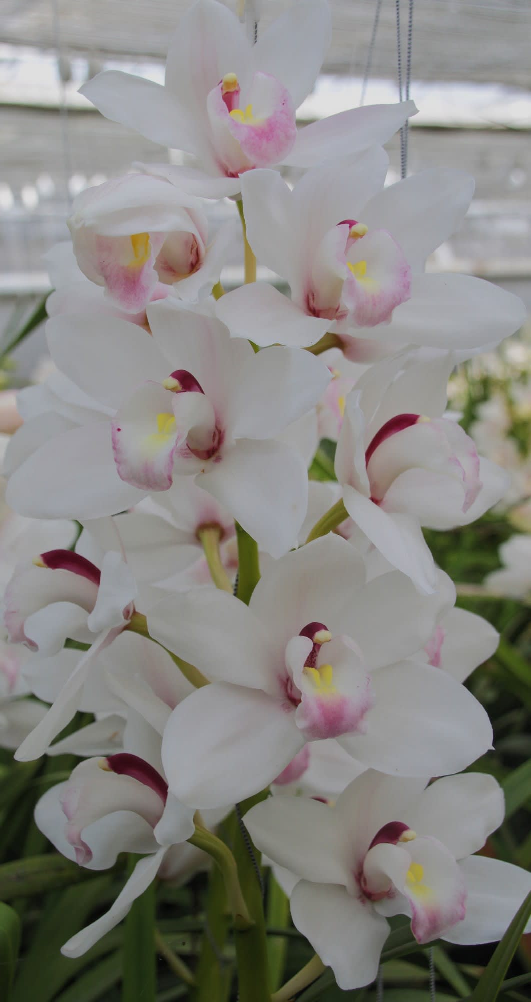 Cymbidium large flowered DOS PUEBLOS