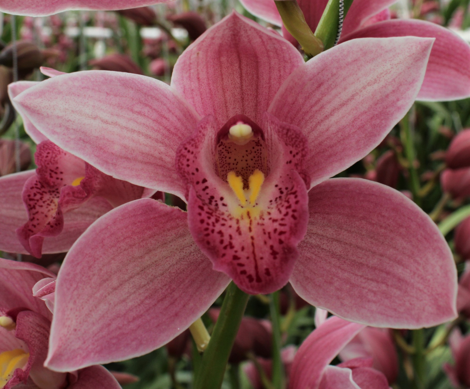 Cymbidium large flowered ELLIO RO C290