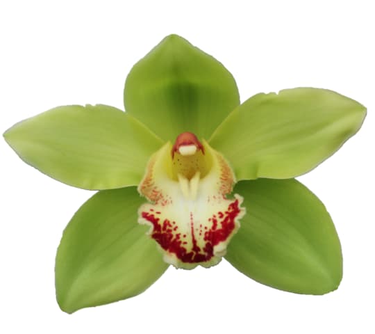 Cymbidium large flowered NOAH