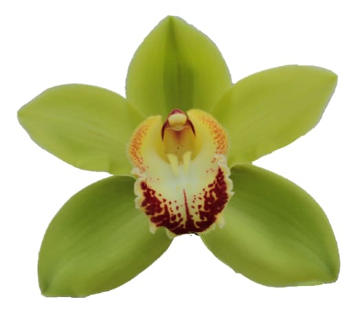 Cymbidium large flowered NOAH