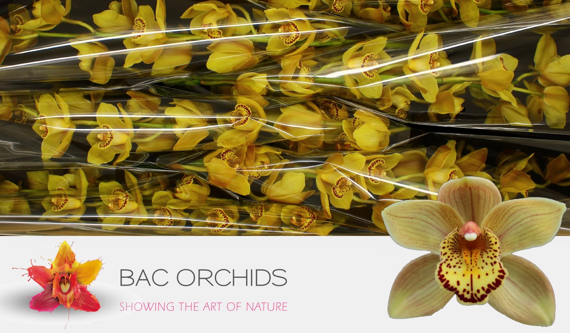 Cymbidium large flowered CHESTNUT KATE