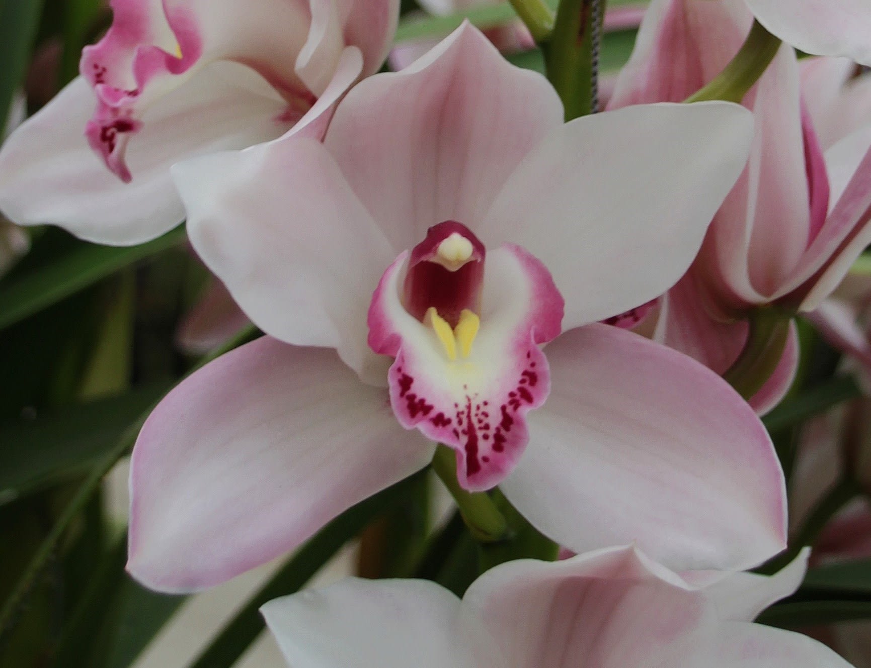 Cymbidium large flowered JOAL