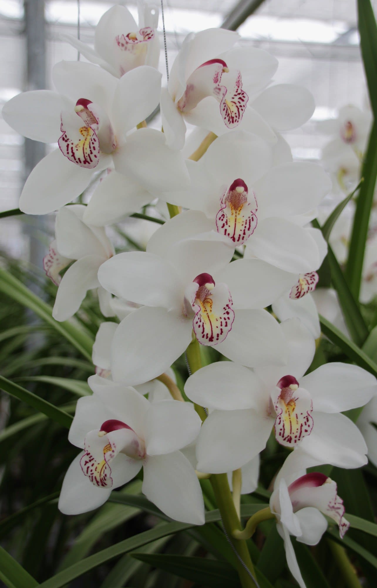 Cymbidium large flowered VANITY