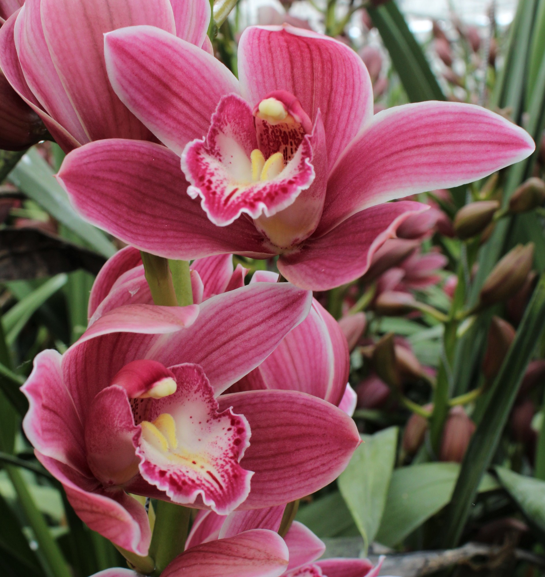 Cymbidium large flowered BRYCE