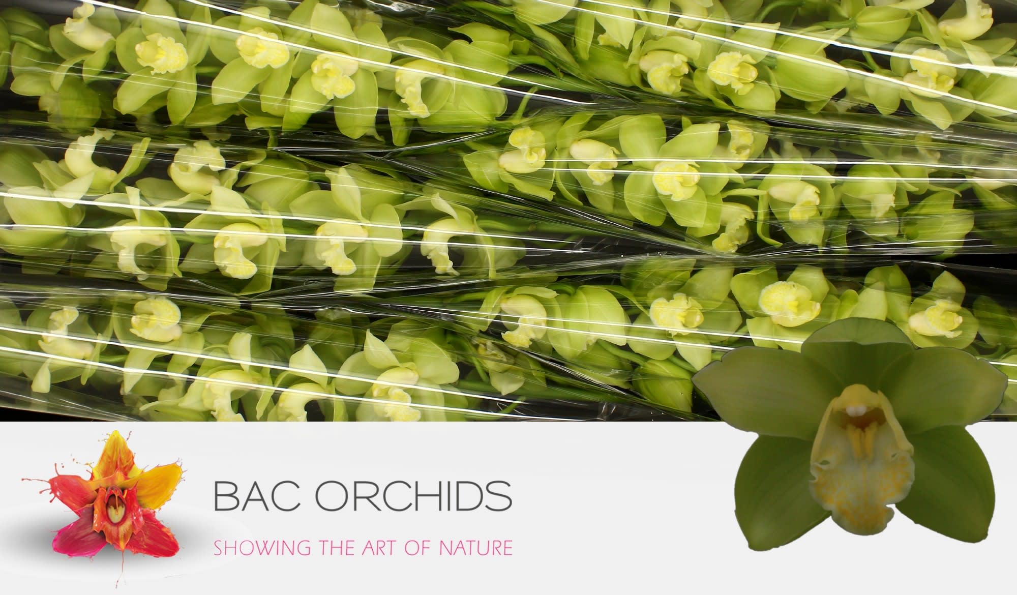 Cymbidium large flowered MINT ICE