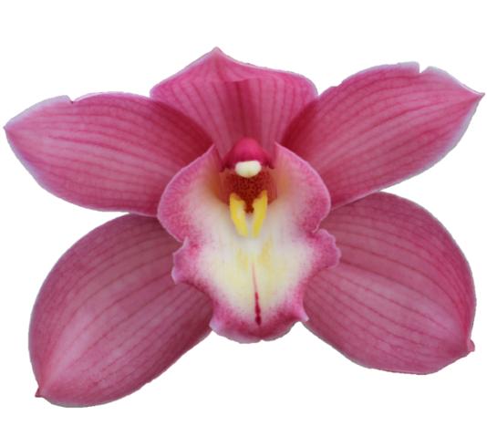 Cymbidium large flowered GERRY