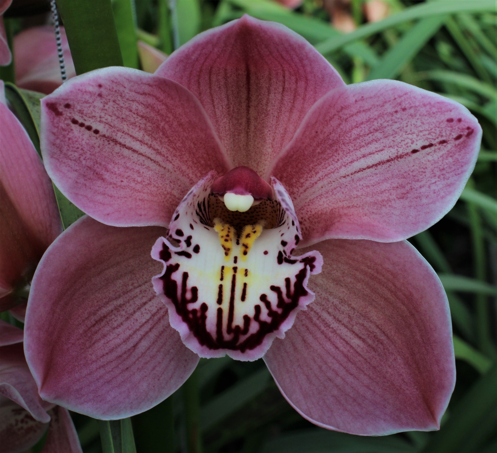 Cymbidium large flowered JET SET