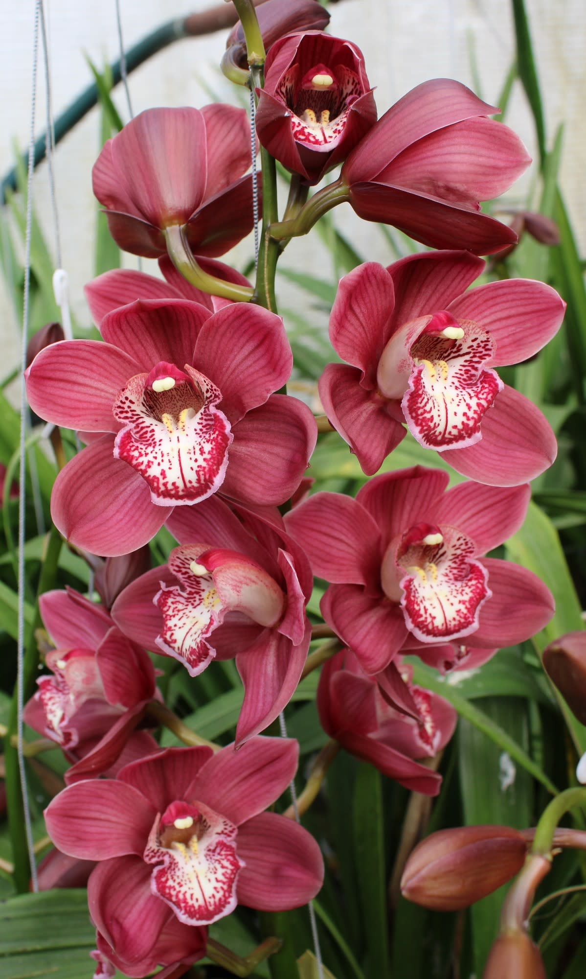 Cymbidium large flowered VULCAN