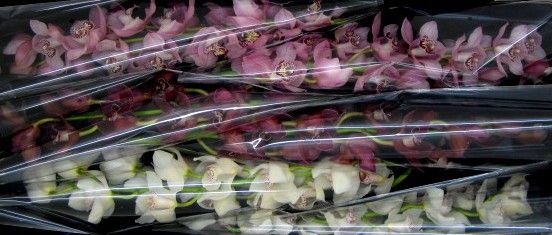 Cymbidium large flowered VALENTINE MIX