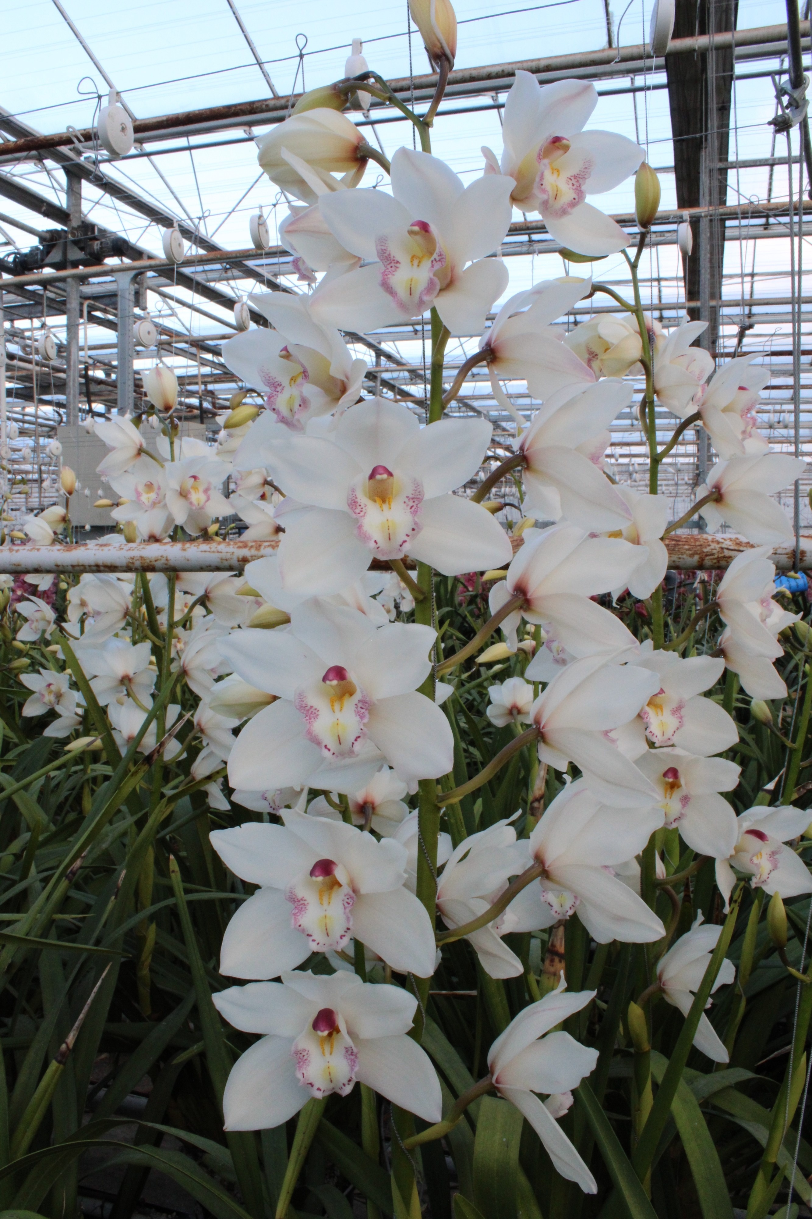 Cymbidium large flowered HMS WHITE SENSATION
