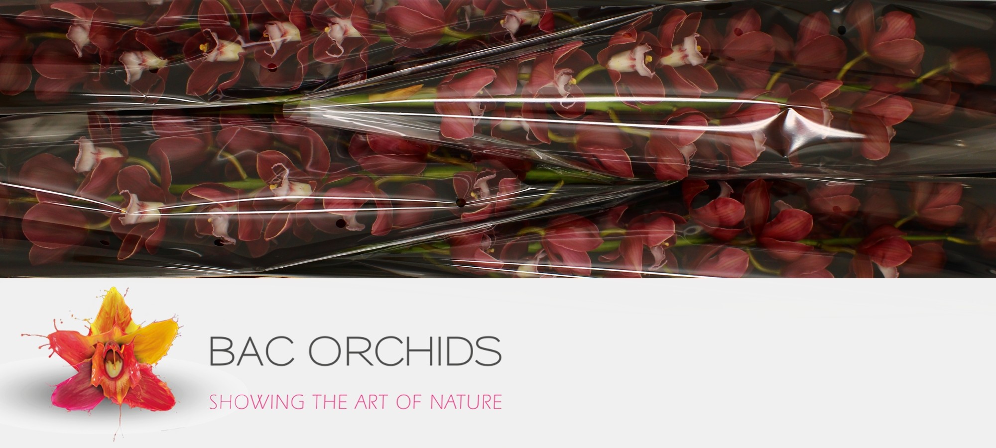 Cymbidium large flowered Blazing Fury Hades
