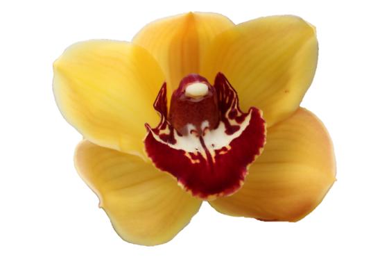 Cymbidium large flowered ORANGE FAVORIT