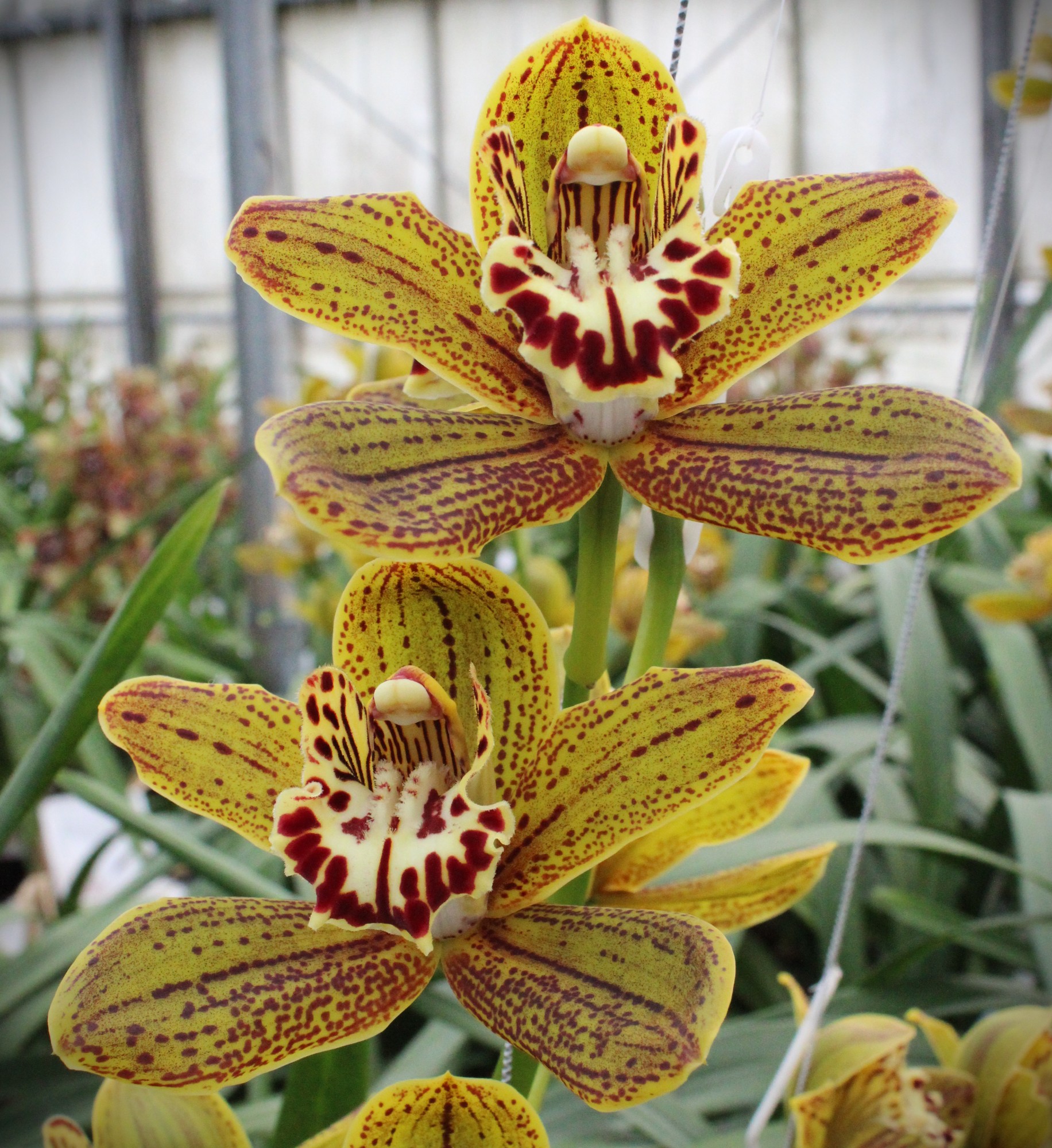 Cymbidium large flowered JUNGLE MIRACLE