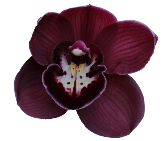 Cymbidium large flowered RILEY