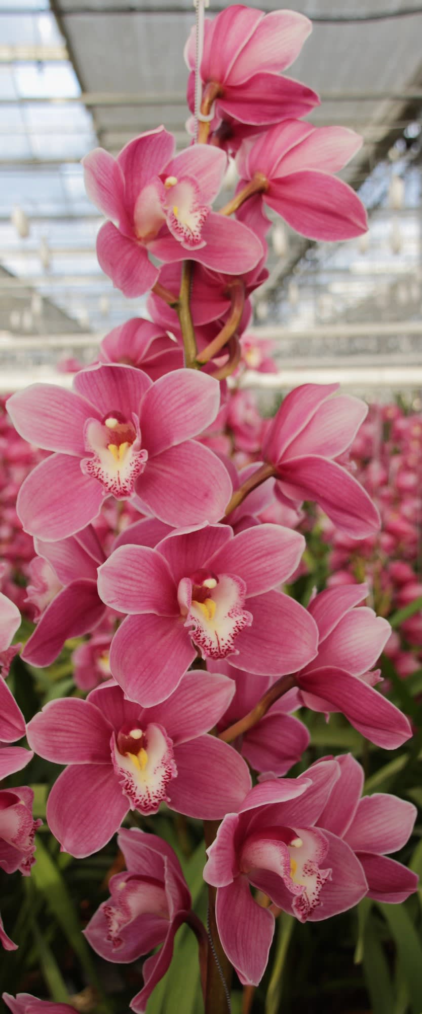 Cymbidium large flowered BRAEMAR