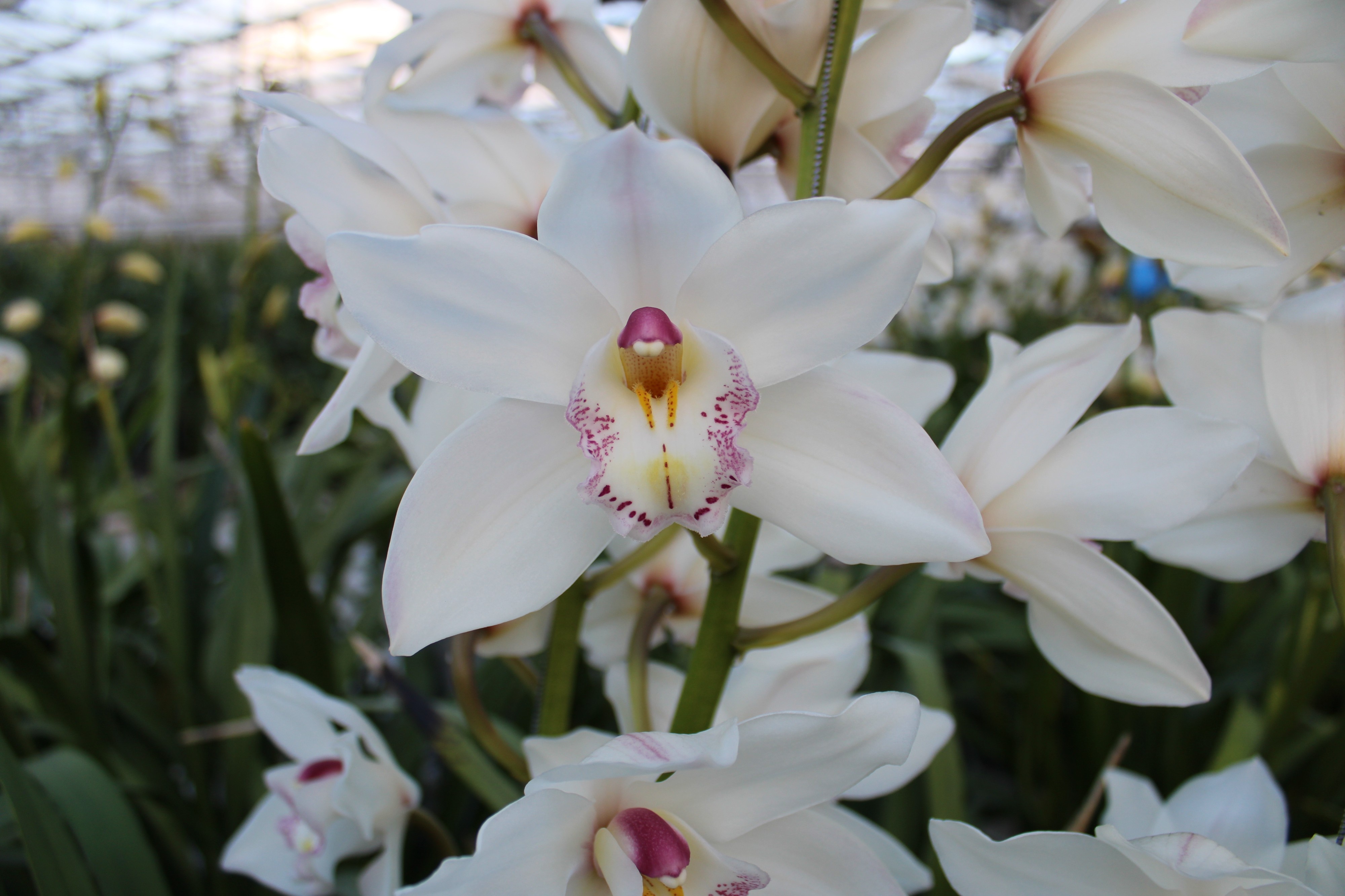Cymbidium large flowered WHITE SENSATION