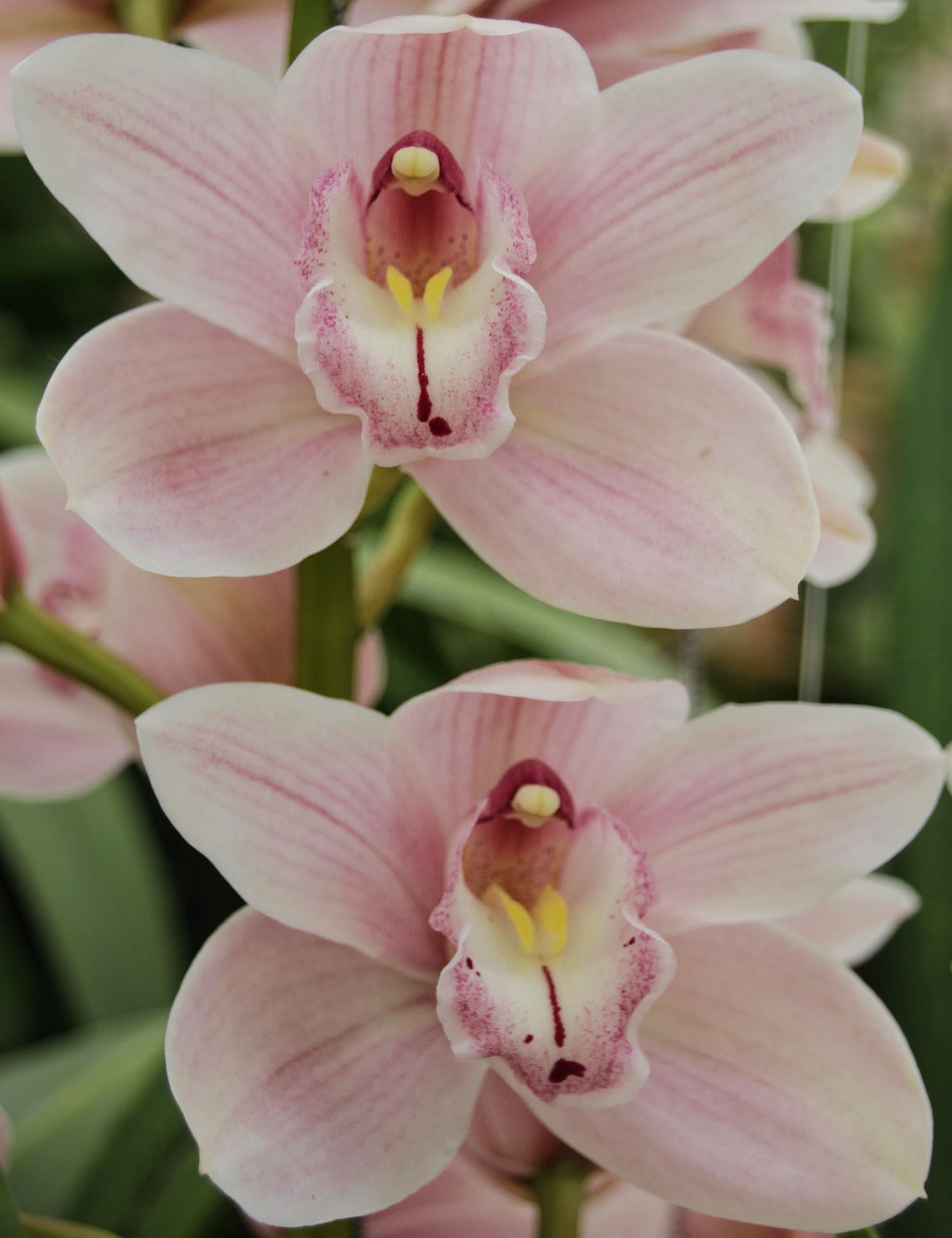 Cymbidium large flowered DELMONTE