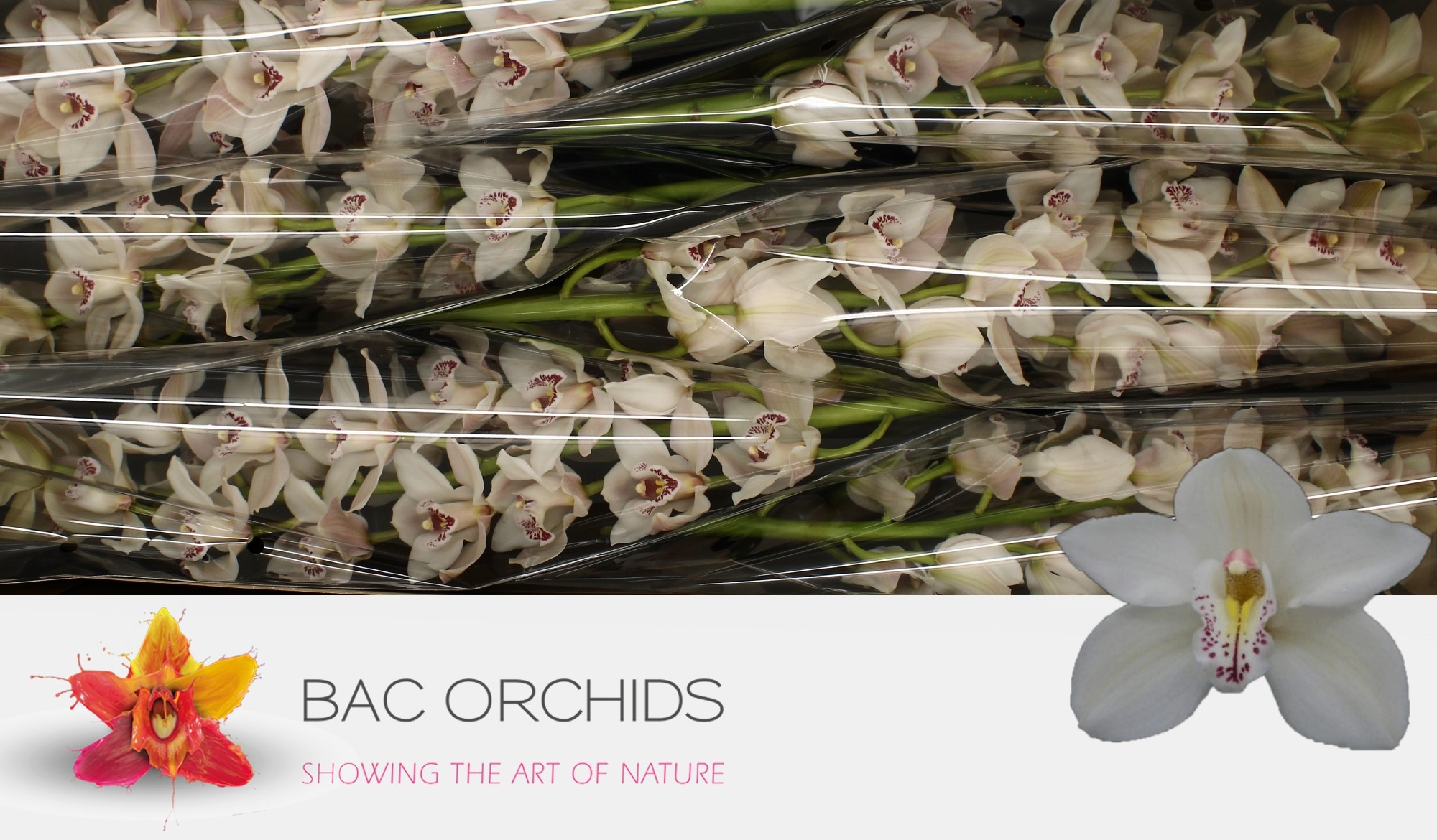 Cymbidium large flowered CASCADE