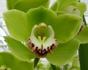Cymbidium large flowered ALI ANDERSON