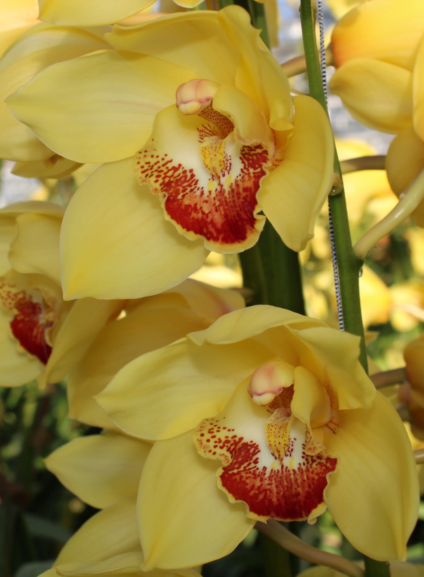Cymbidium large flowered GOLDEN FLEECE
