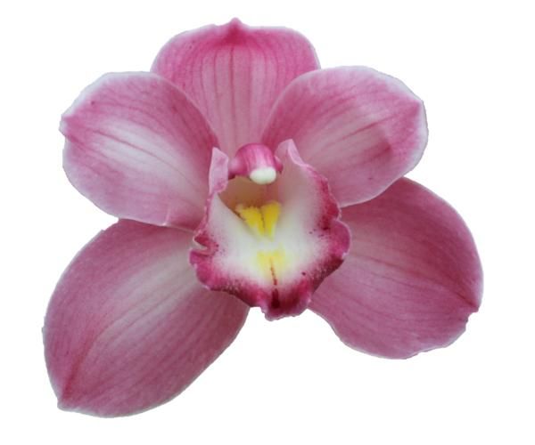 Cymbidium large flowered AQUARELLA