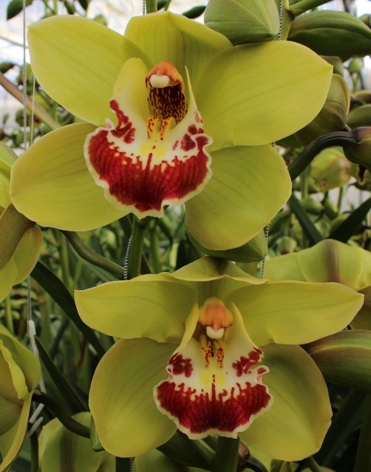 Cymbidium large flowered FIONA
