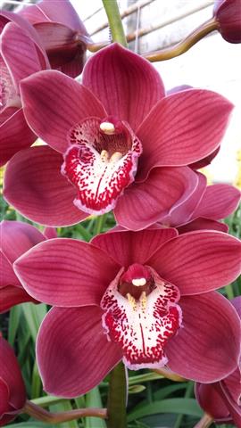 Cymbidium large flowered VULCAN