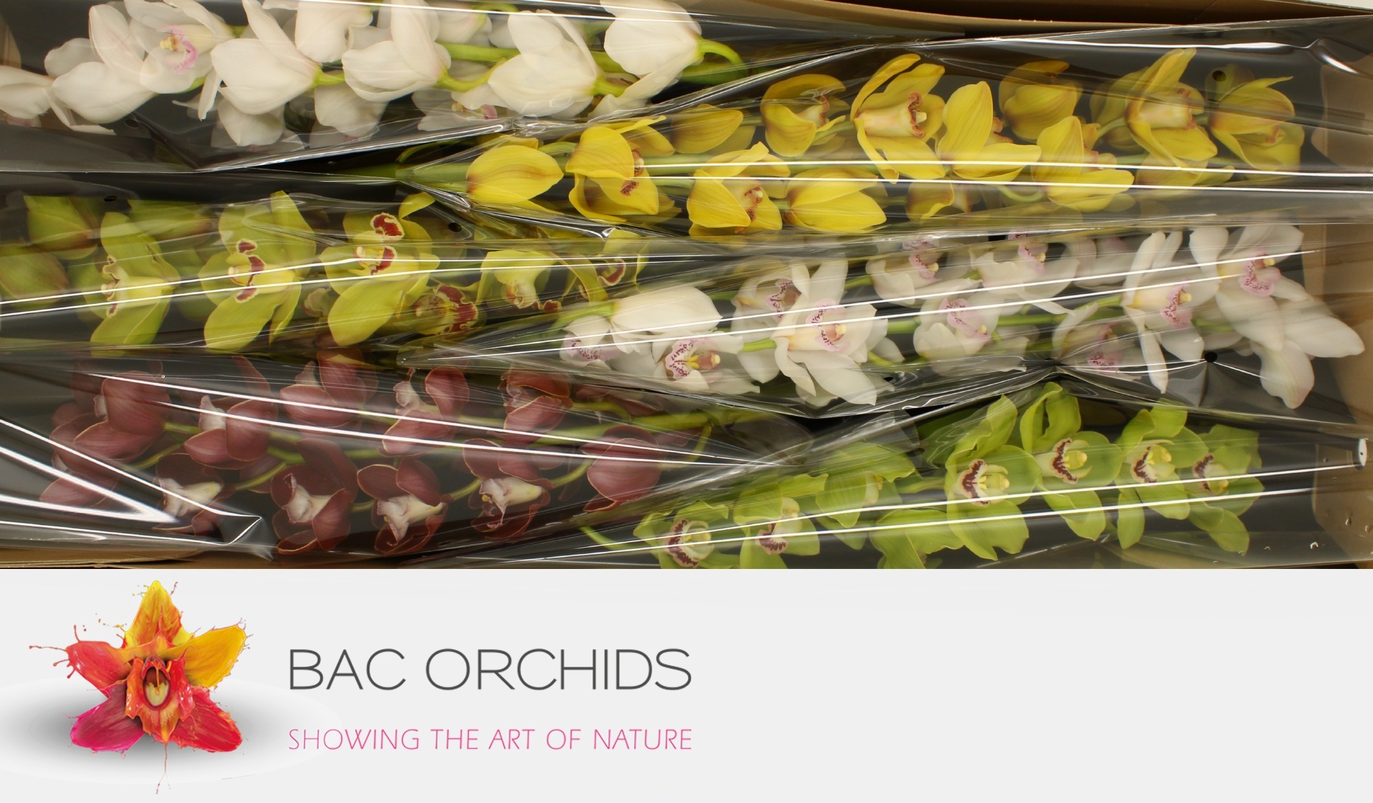 Cymbidium large flowered GEM