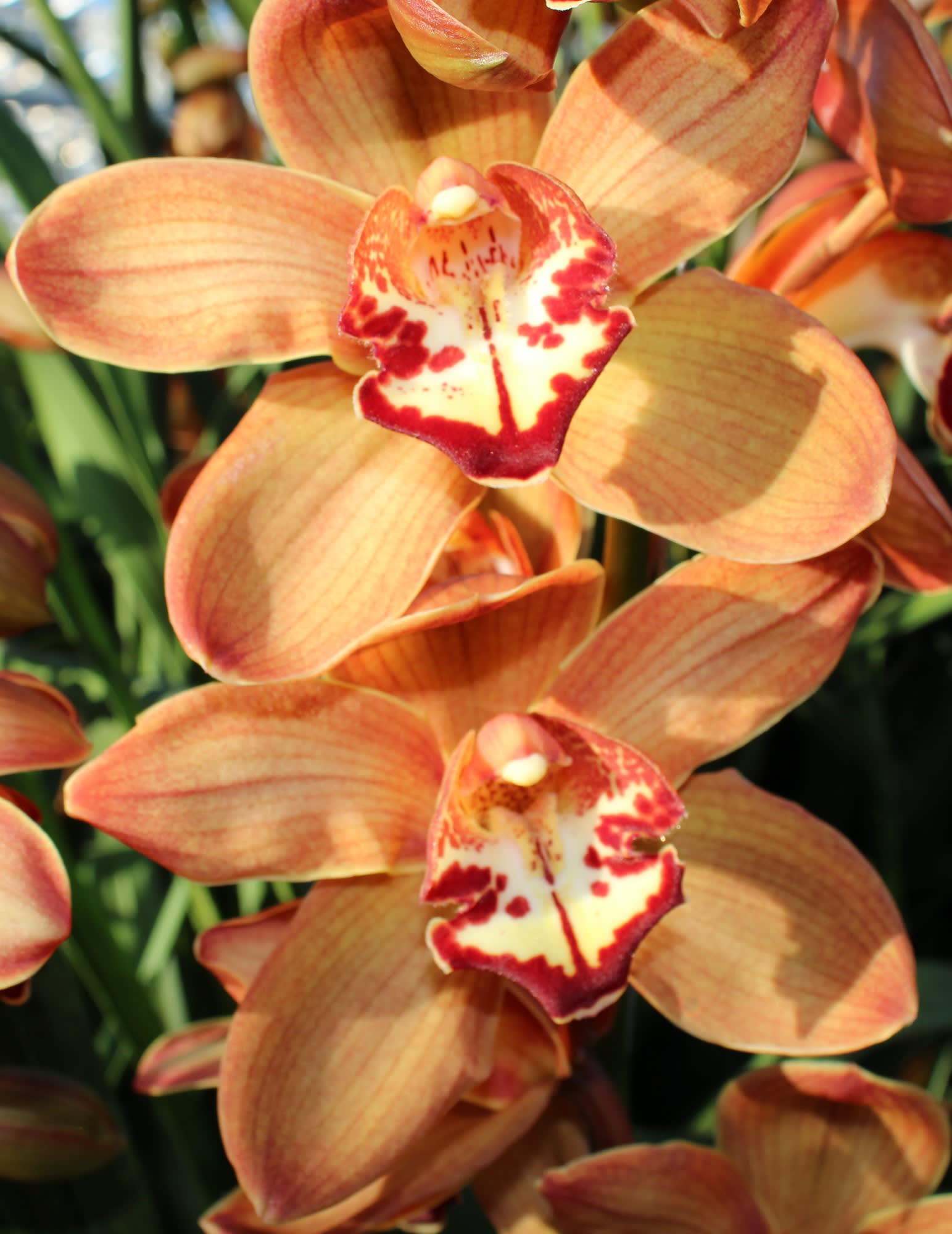 Cymbidium large flowered MICHELLE
