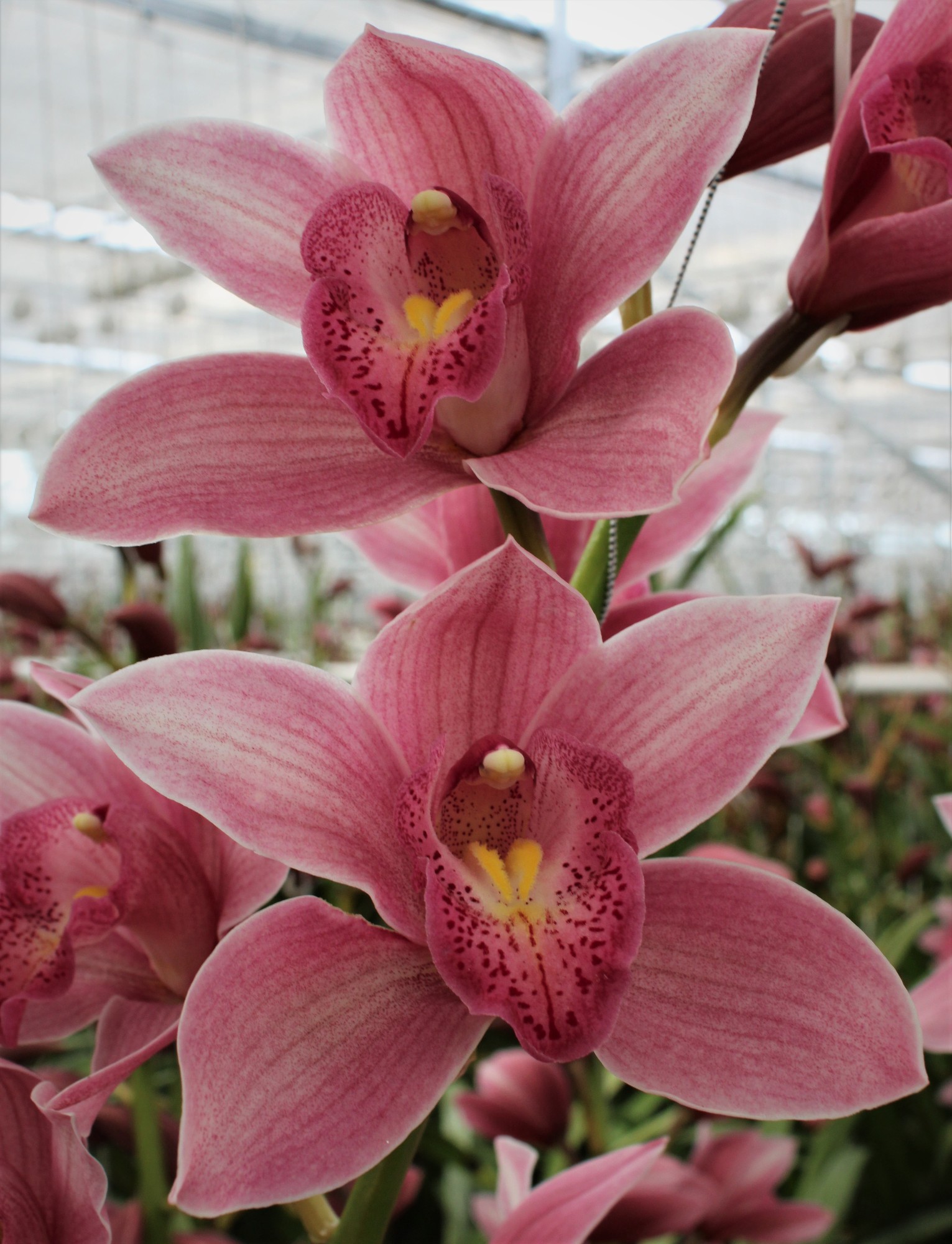 Cymbidium large flowered ELLIO RO C290