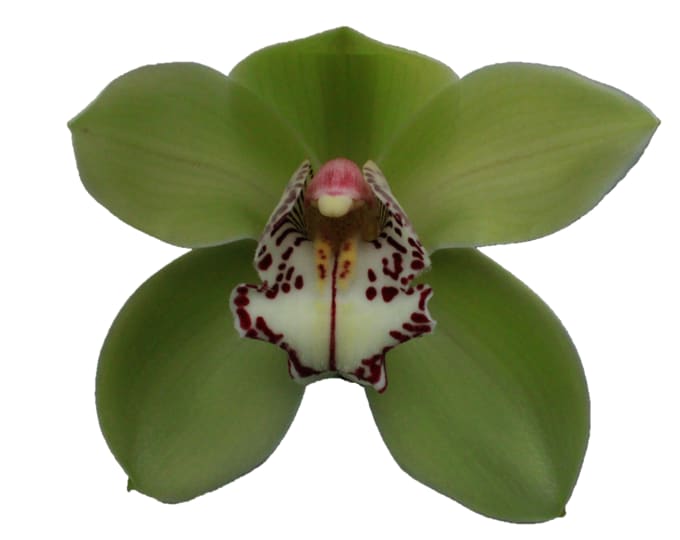 Cymbidium large flowered MRS R HOOD