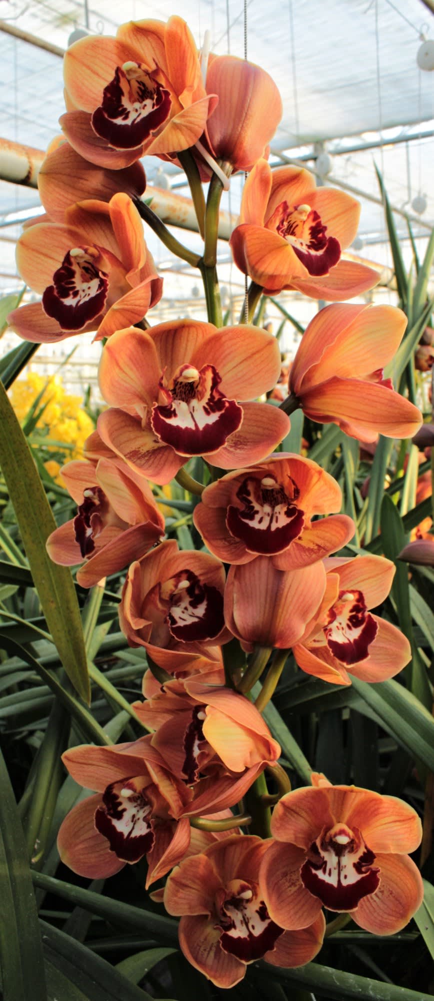 Cymbidium large flowered KING ALEX