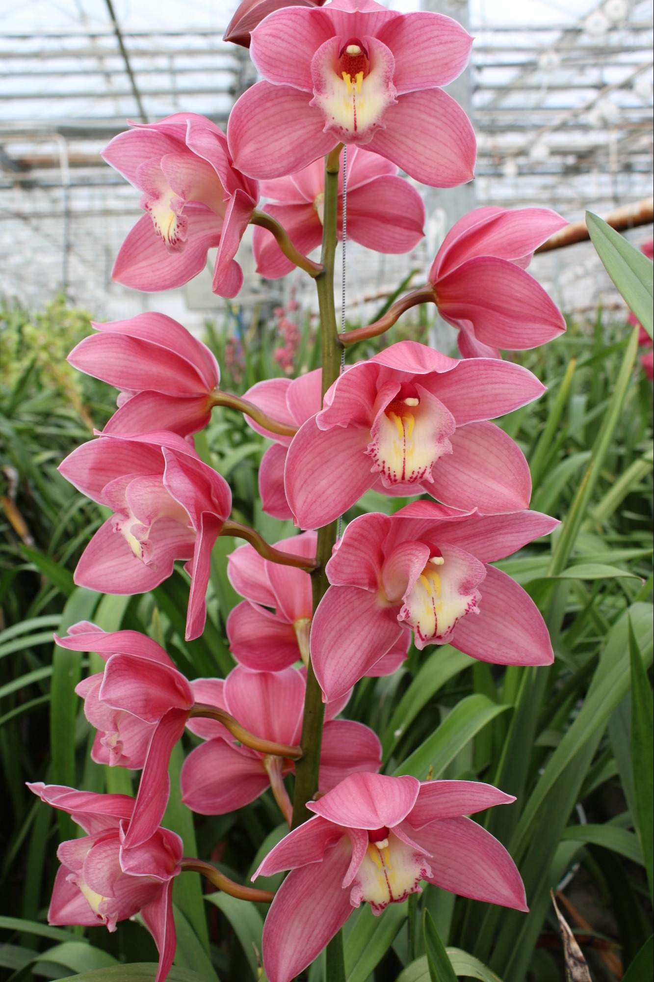 Cymbidium large flowered GERRY
