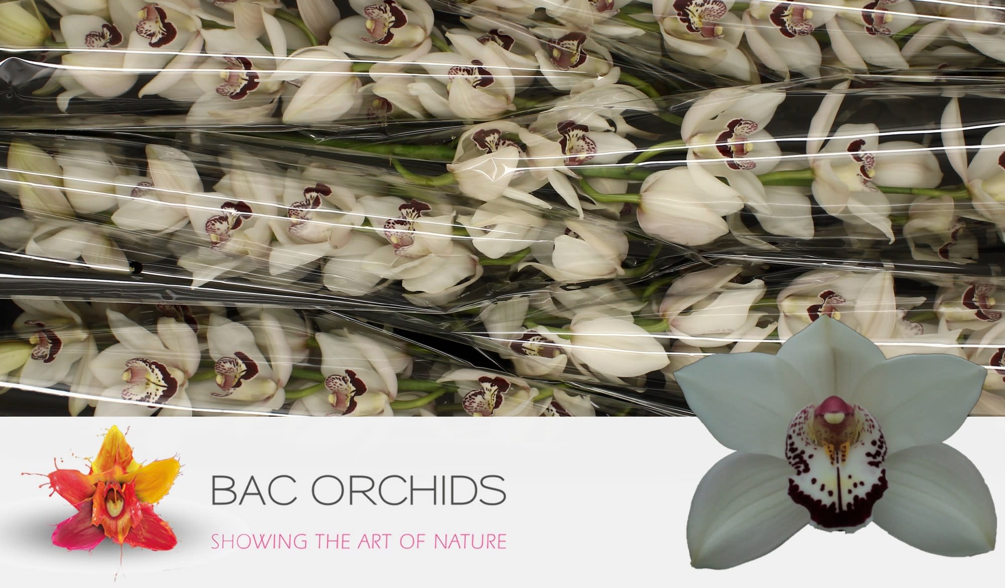 Cymbidium large flowered MRS. ESMEE