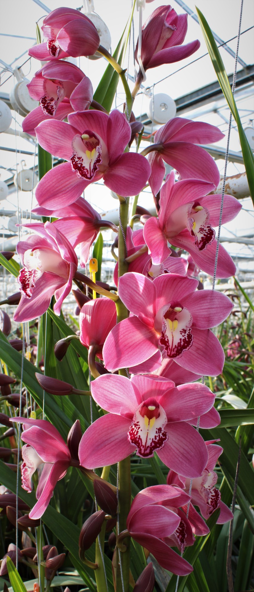 Cymbidium large flowered PRINCESS