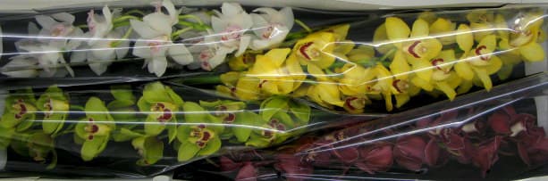 Cymbidium large flowered GEM