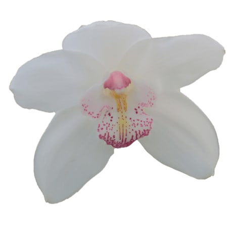 Cymbidium large flowered MAGIC