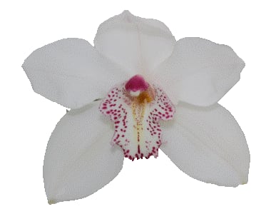 Cymbidium large flowered MRS SUGAR LEE