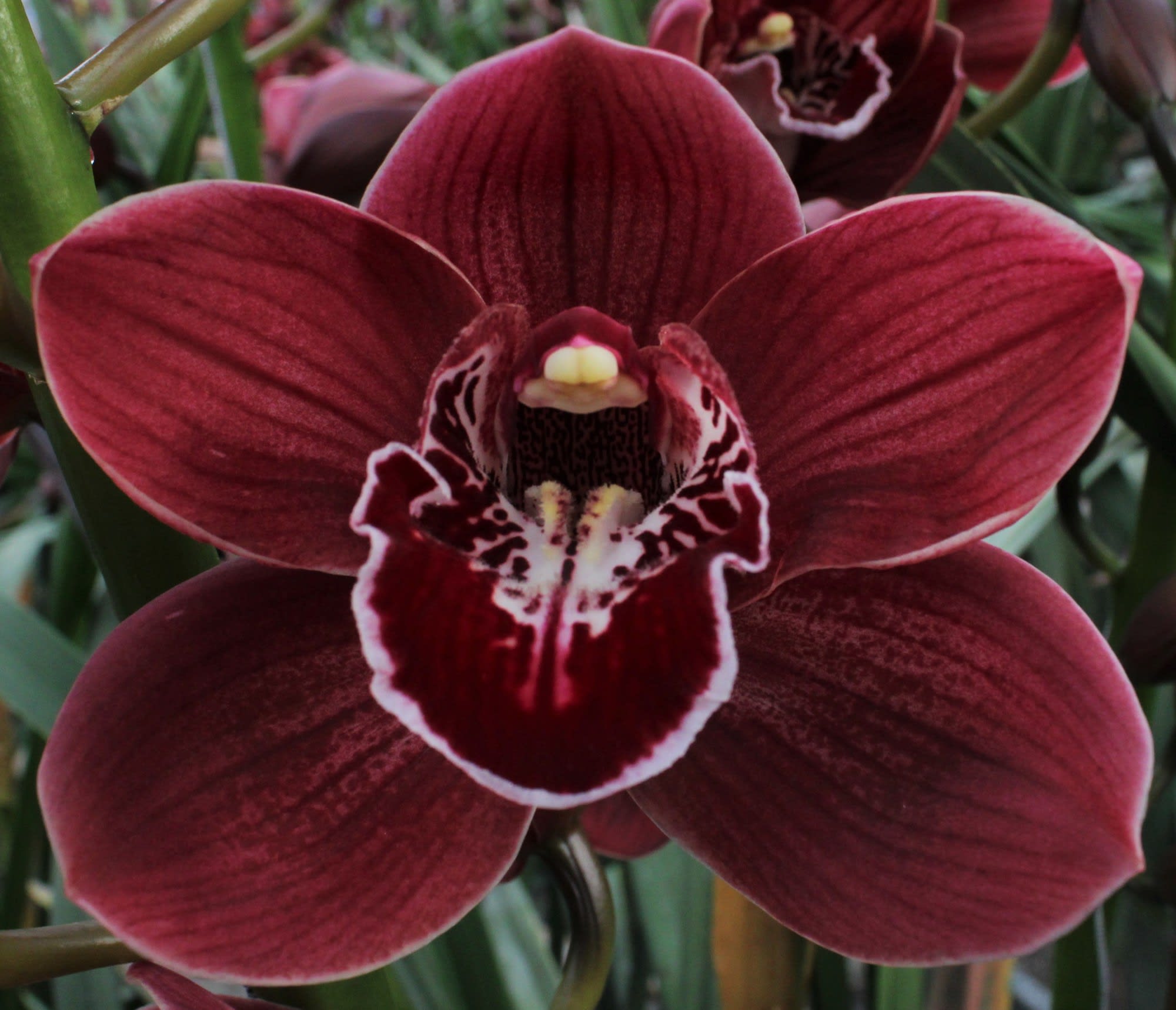 Cymbidium large flowered HADES