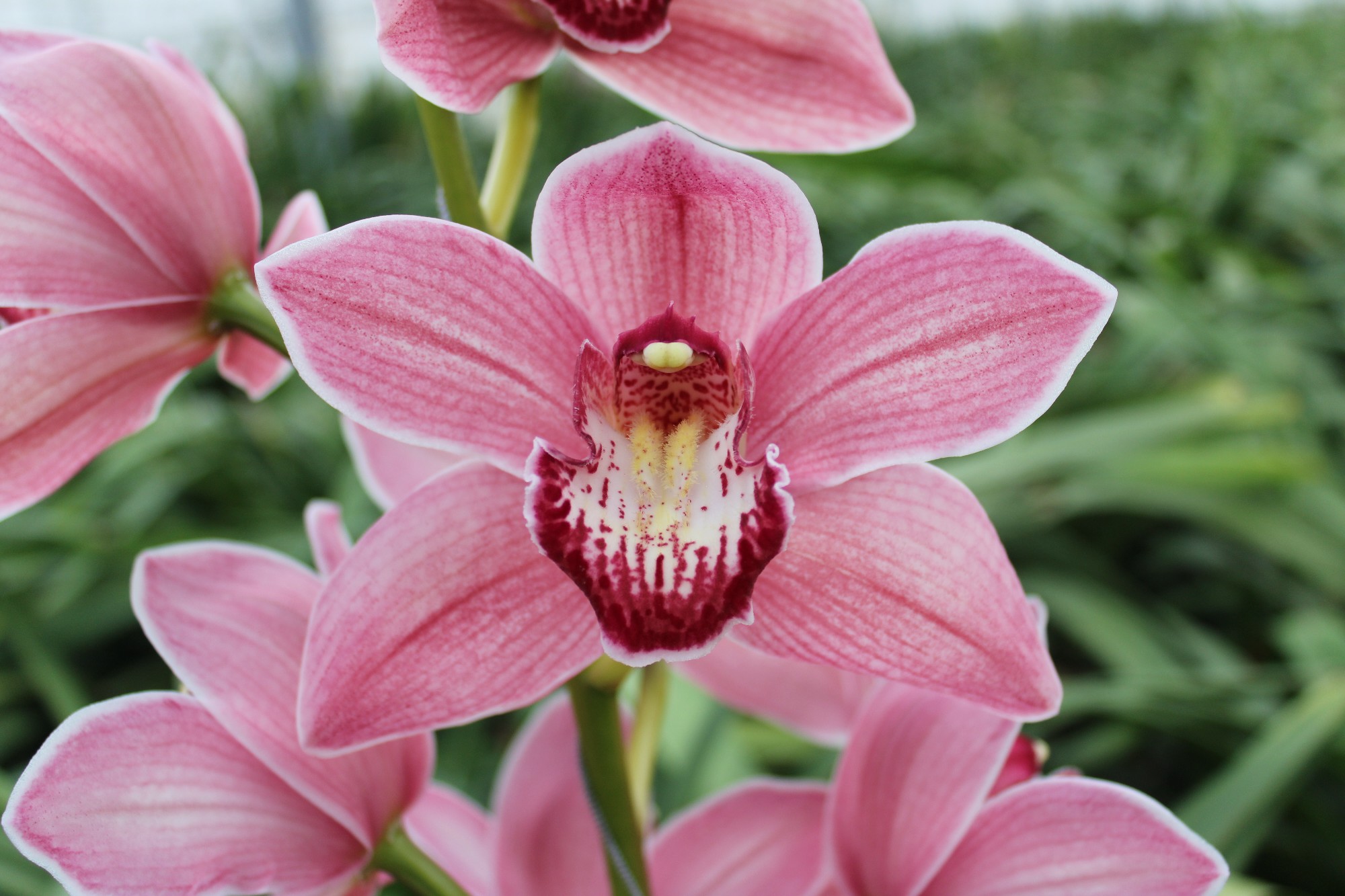 Cymbidium large flowered POWER