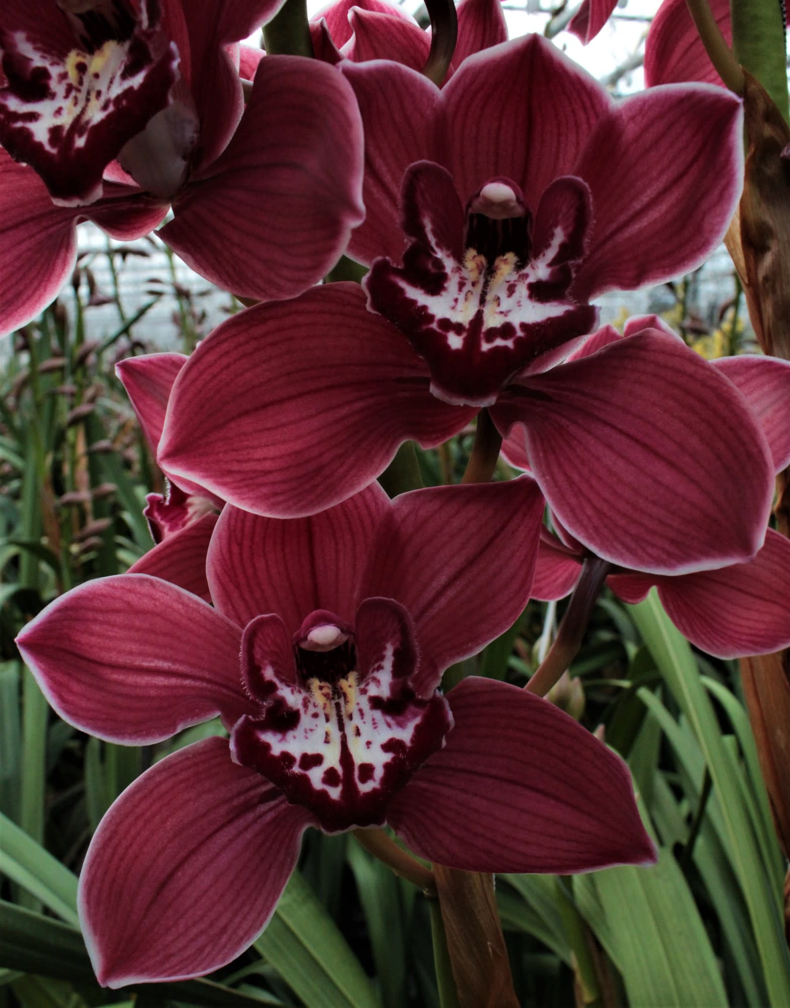 Cymbidium large flowered FERR-ARI