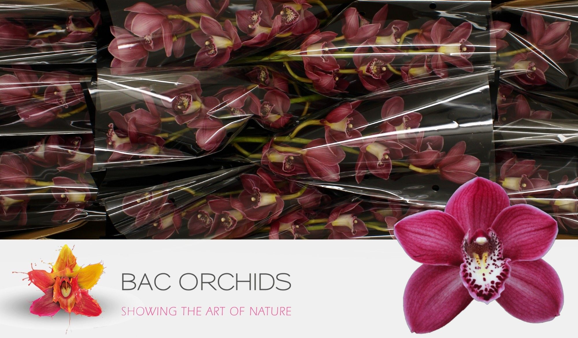 Cymbidium large flowered THOMAS