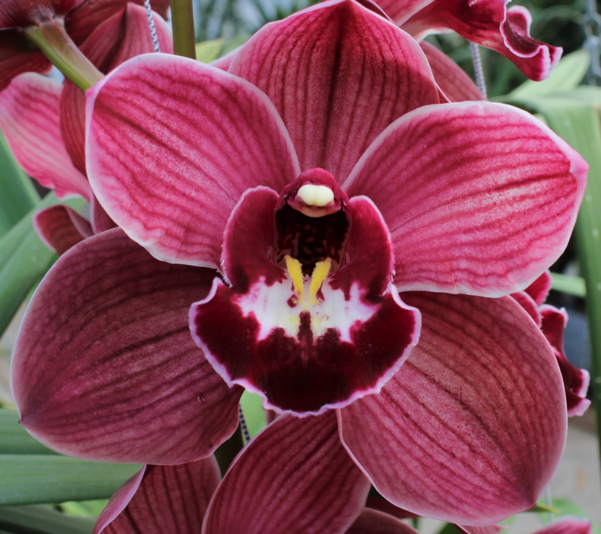 Cymbidium large flowered HMS BONFIRE