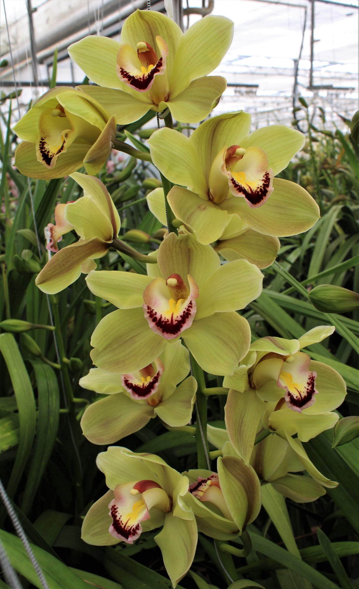 Cymbidium large flowered PIEDMONT