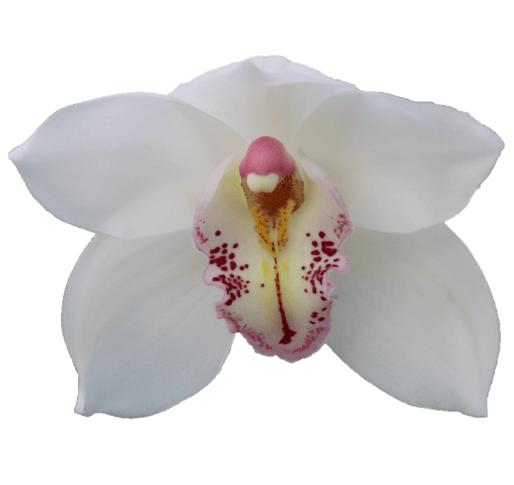 Cymbidium large flowered NATALE BIANCO