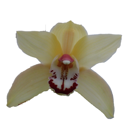 Cymbidium large flowered Cymb T Yellow Cab