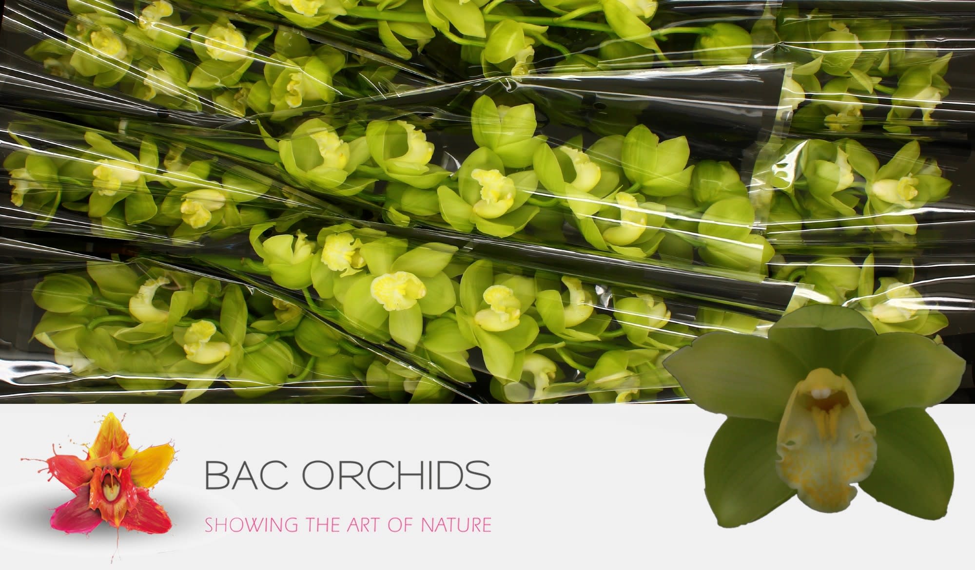 Cymbidium large flowered MINT ICE